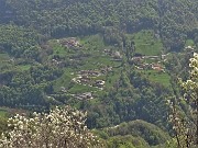 55 Amelanchier ovalis (Pero corvino) in fioritura con vista su Cornalta di Bracca